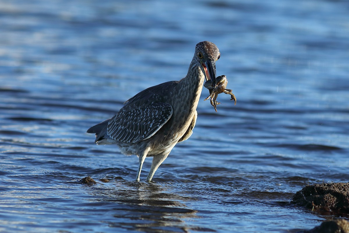 Yellow-crowned Night Heron - ML644084431