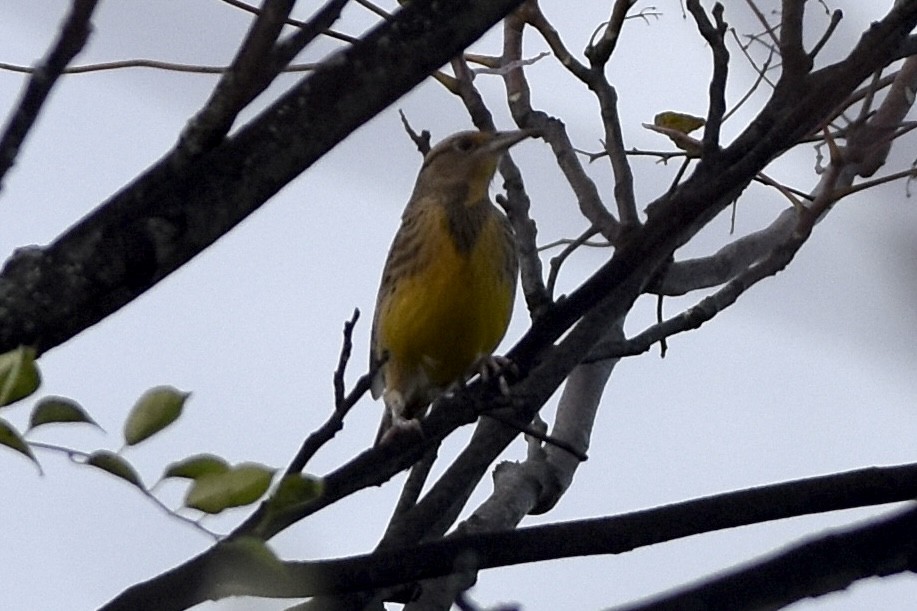 Eastern Meadowlark - ML644084444