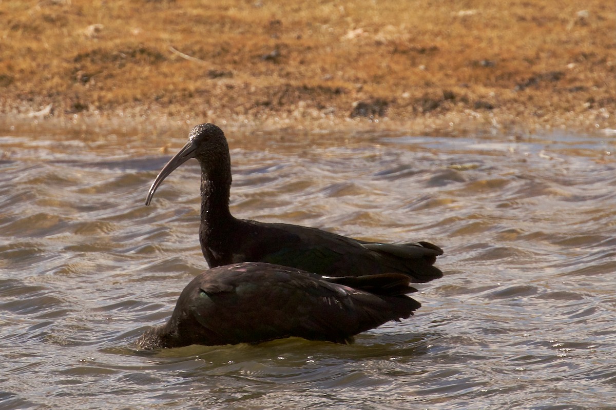 Puna Ibis - ML644084458
