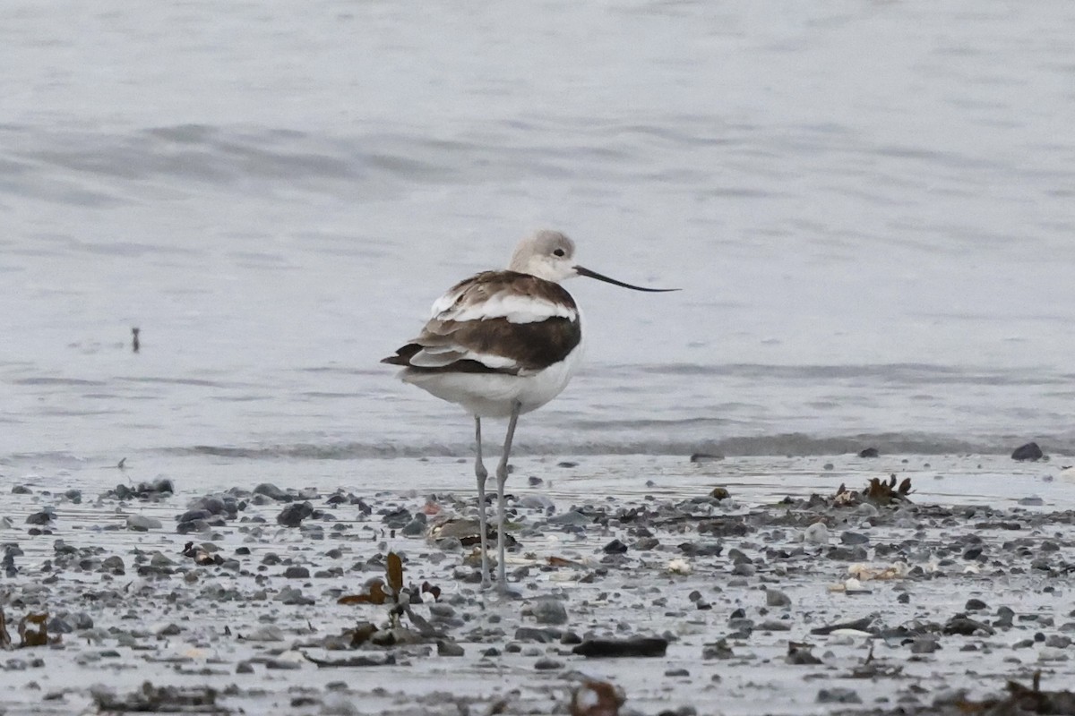 American Avocet - ML644084468