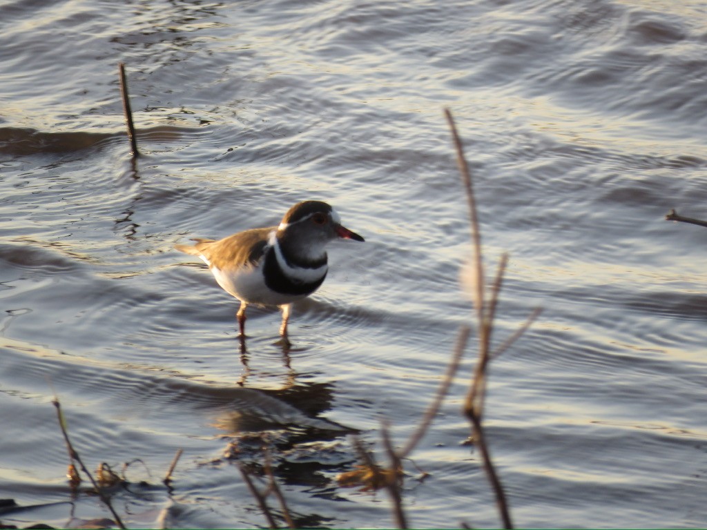 Three-banded Plover - ML644084507