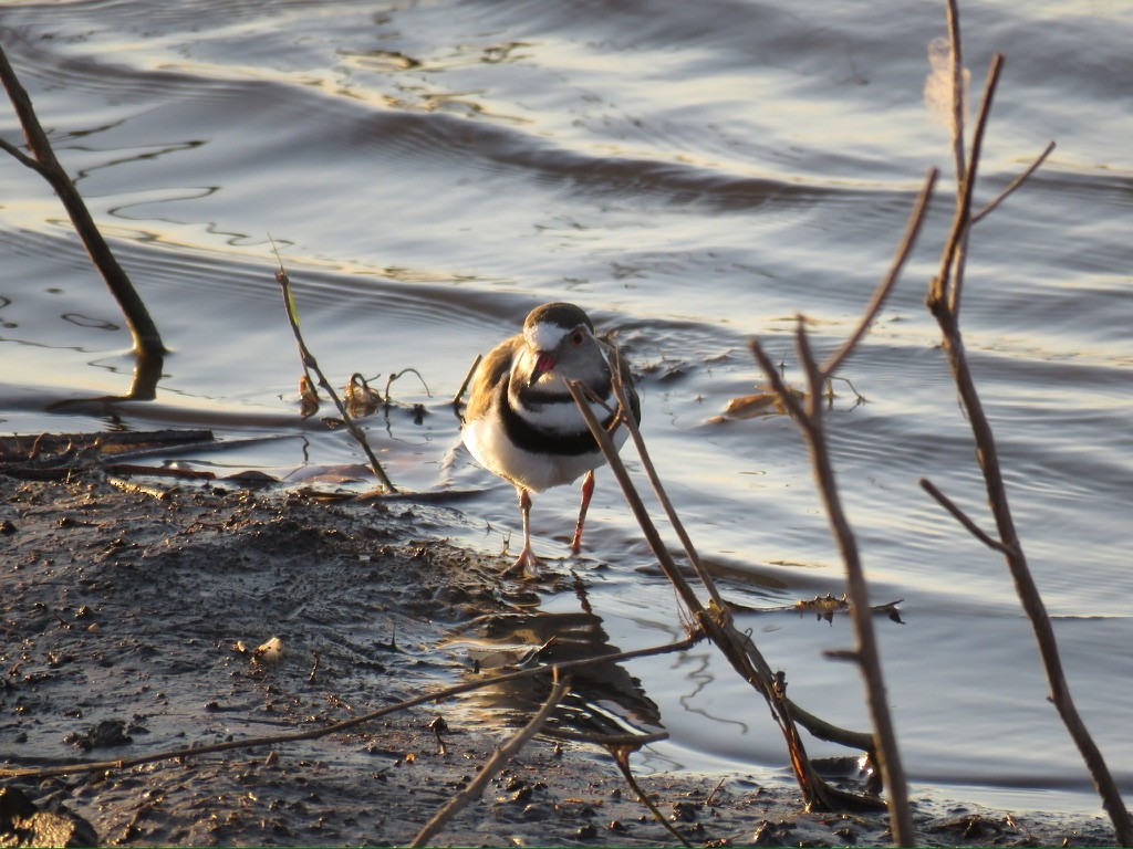 Three-banded Plover - ML644084508