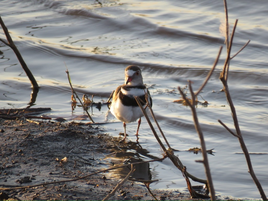 Three-banded Plover - ML644084509