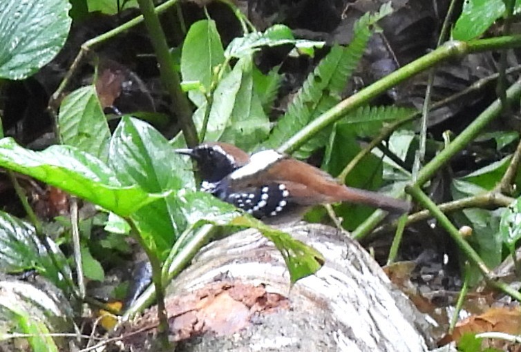 Squamate Antbird - ML644084511