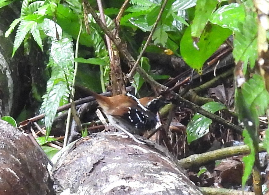 Squamate Antbird - ML644084512