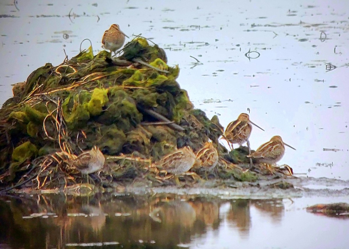 Wilson's Snipe - ML644084521