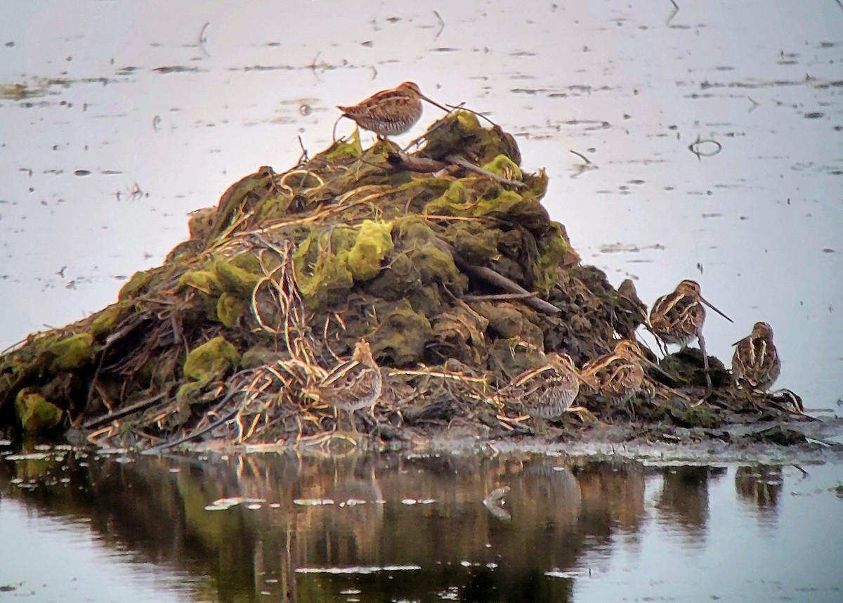 Wilson's Snipe - ML644084522