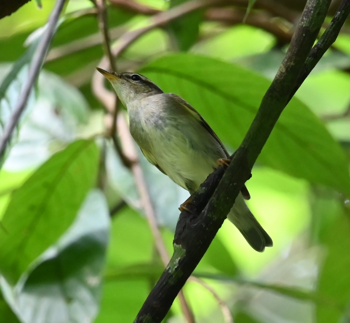 Arctic Warbler - ML644084535