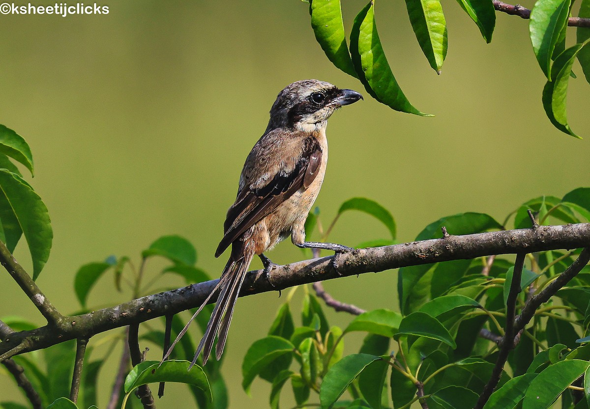 Long-tailed Shrike - ML644084546