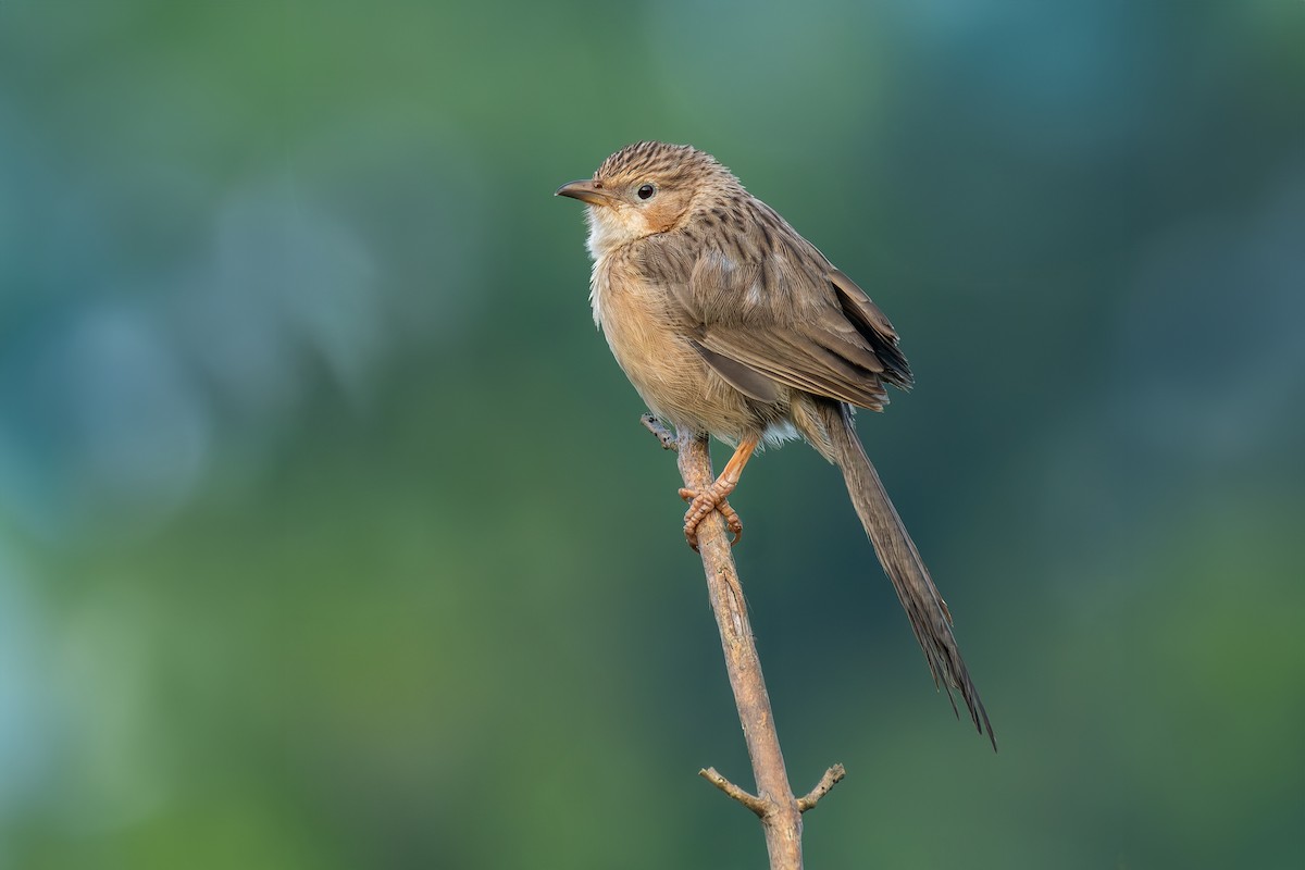 スジカブリヤブチメドリ - ML644084556