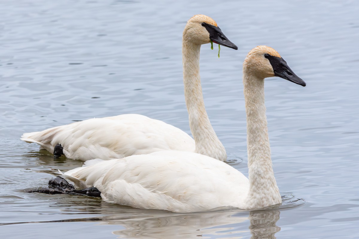 Trumpeter Swan - ML644084567