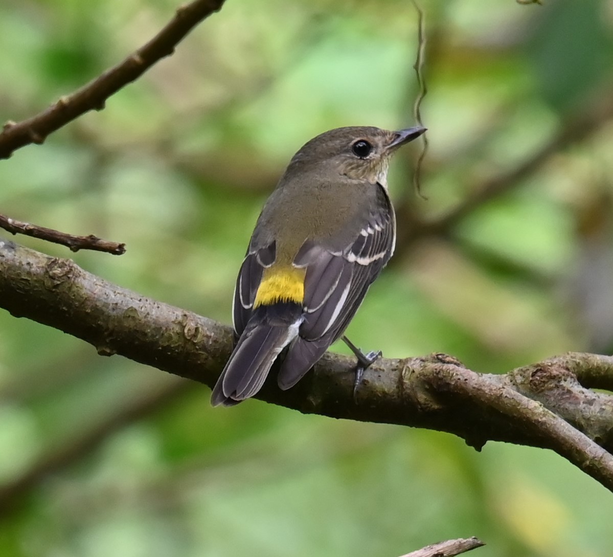 Yellow-rumped Flycatcher - ML644084568