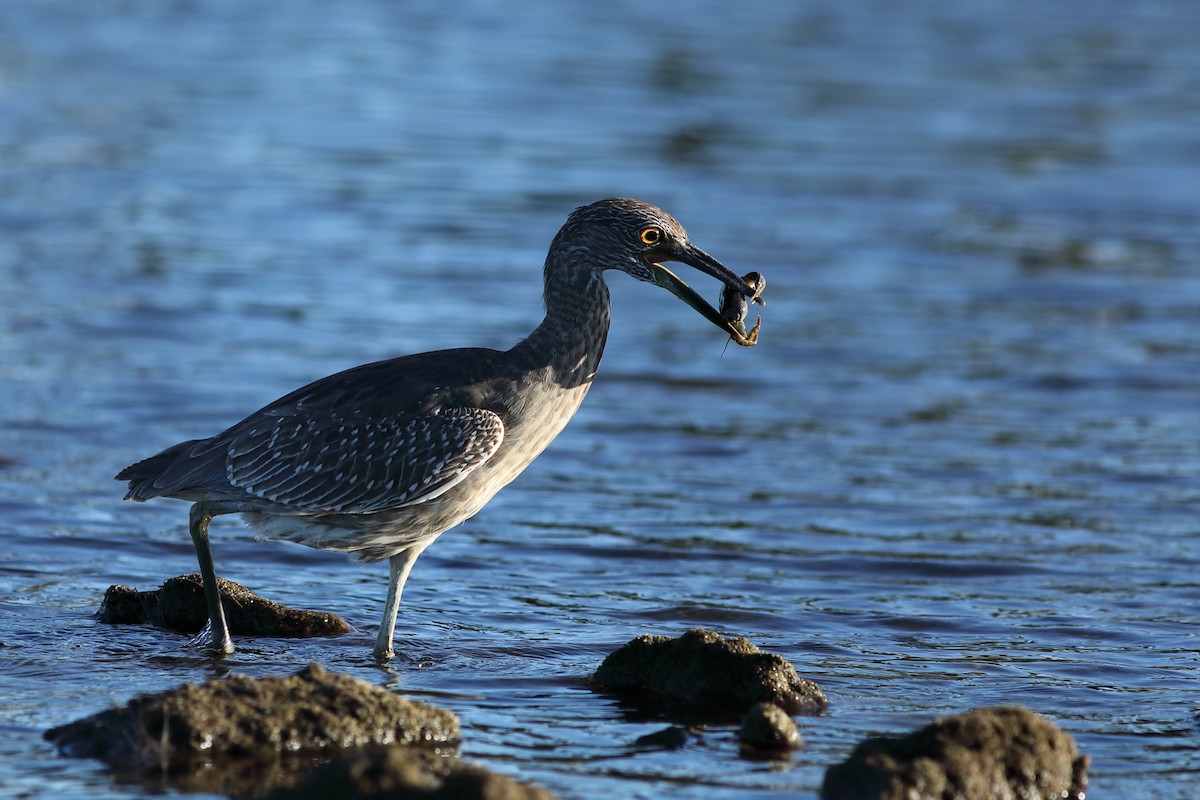 Yellow-crowned Night Heron - ML644084572