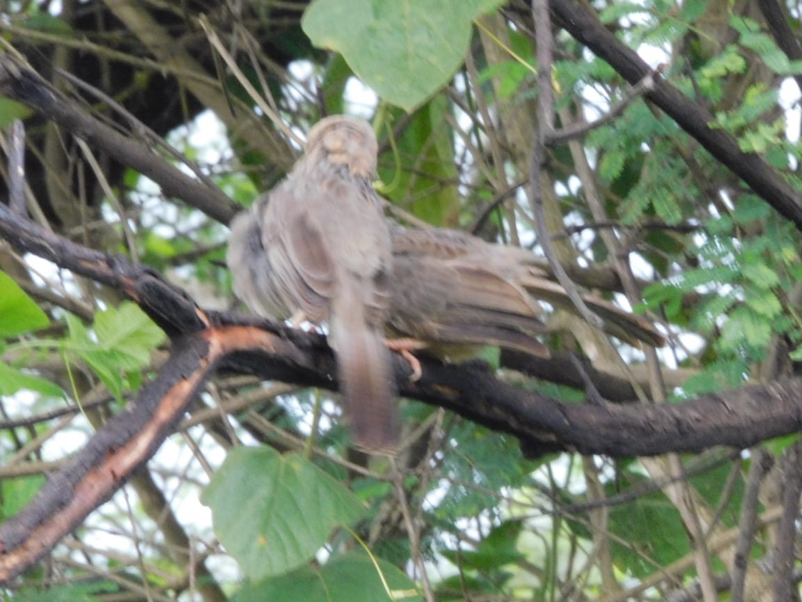 Yellow-billed Babbler - ML644084577