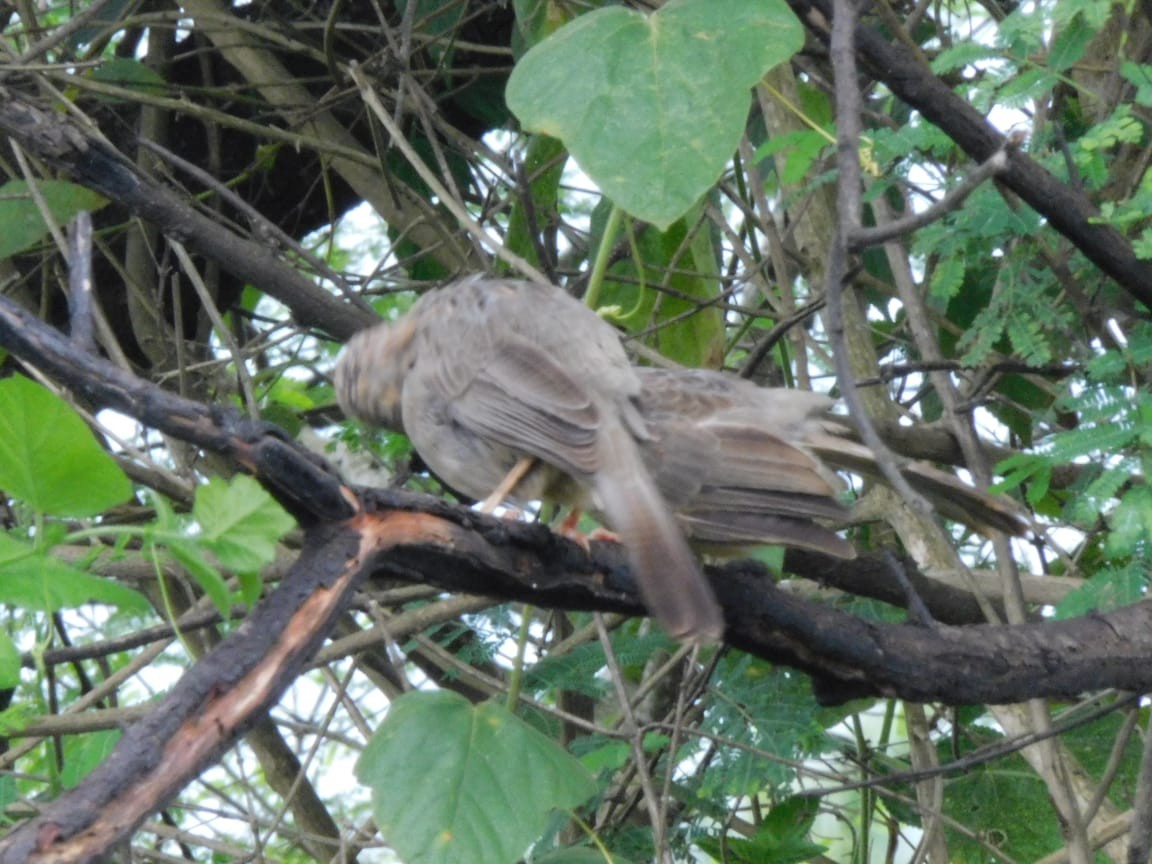 Yellow-billed Babbler - ML644084578