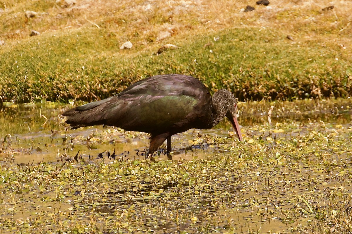 Puna Ibis - ML644084593