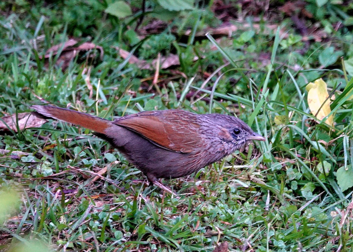 Garrulaxe barré - ML644084599