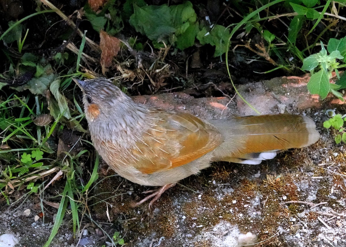 Garrulaxe barré - ML644084600