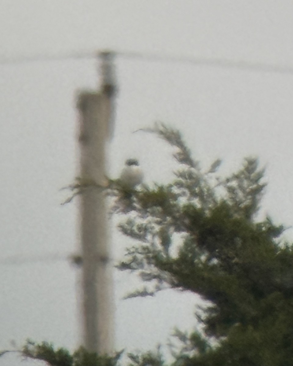 Loggerhead Shrike - ML644084602