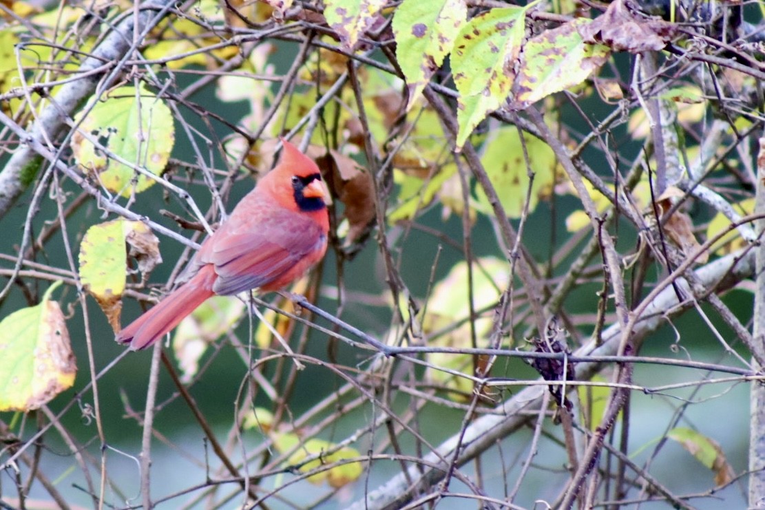 Northern Cardinal - ML644084604