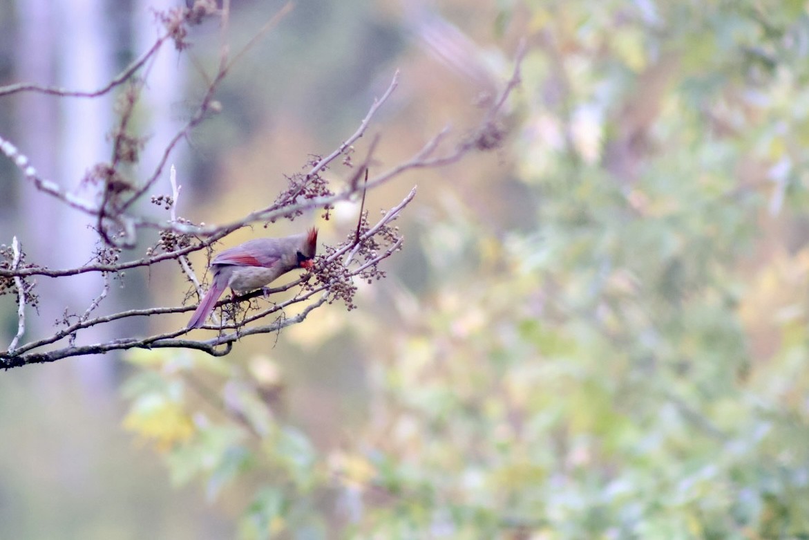 Northern Cardinal - ML644084605