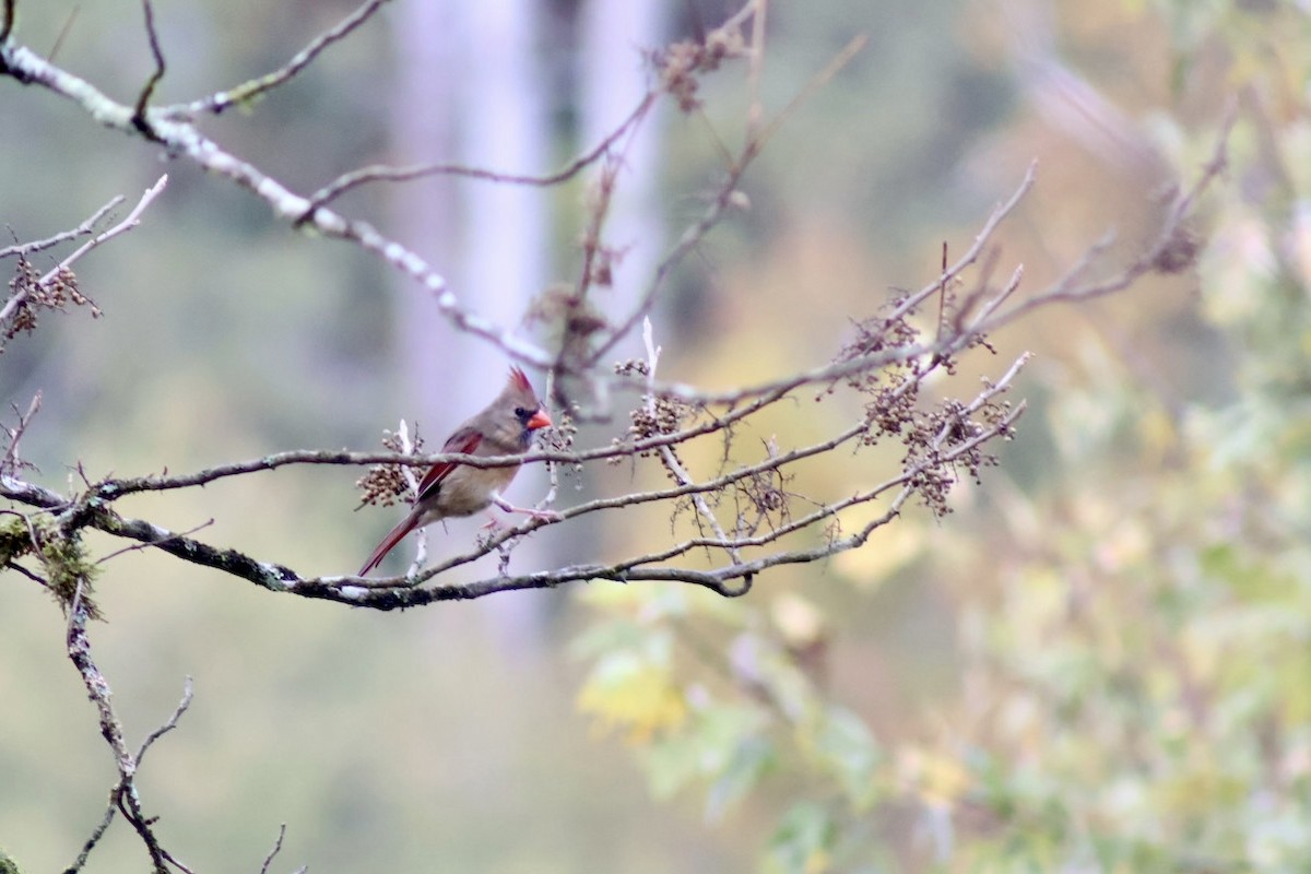 Northern Cardinal - ML644084606