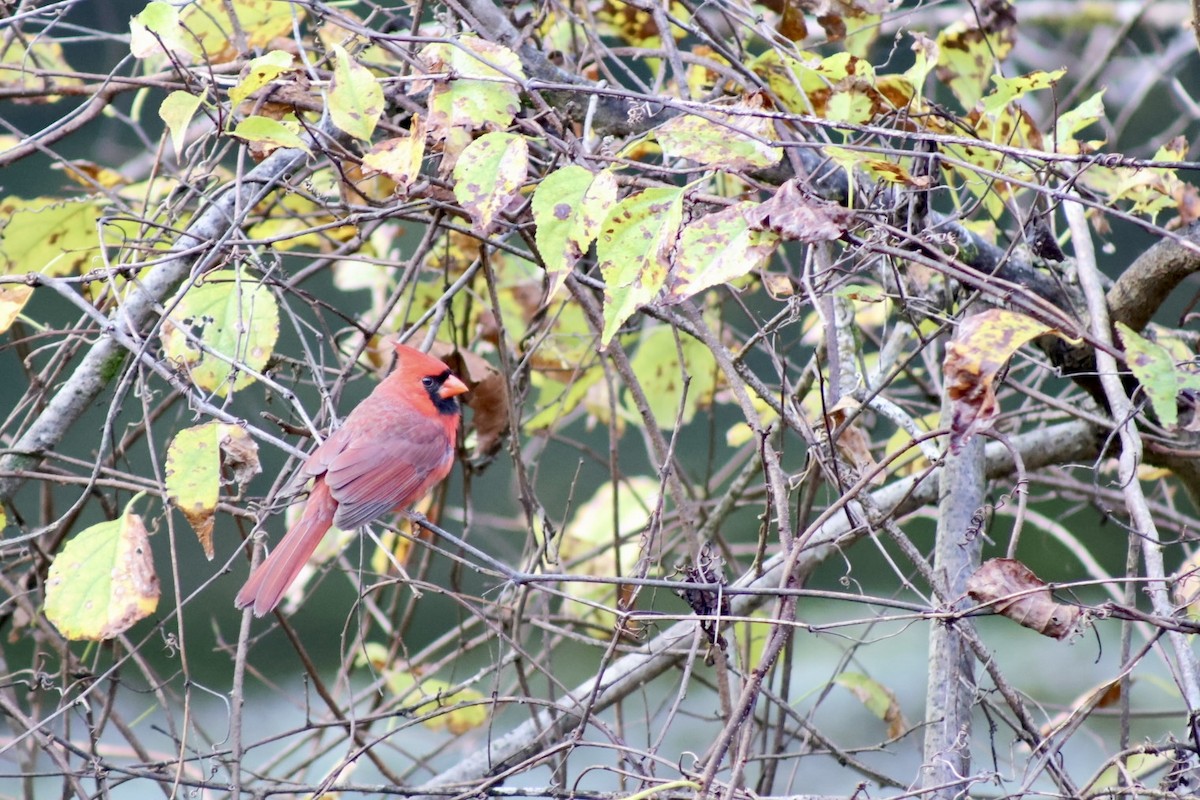 Northern Cardinal - ML644084607