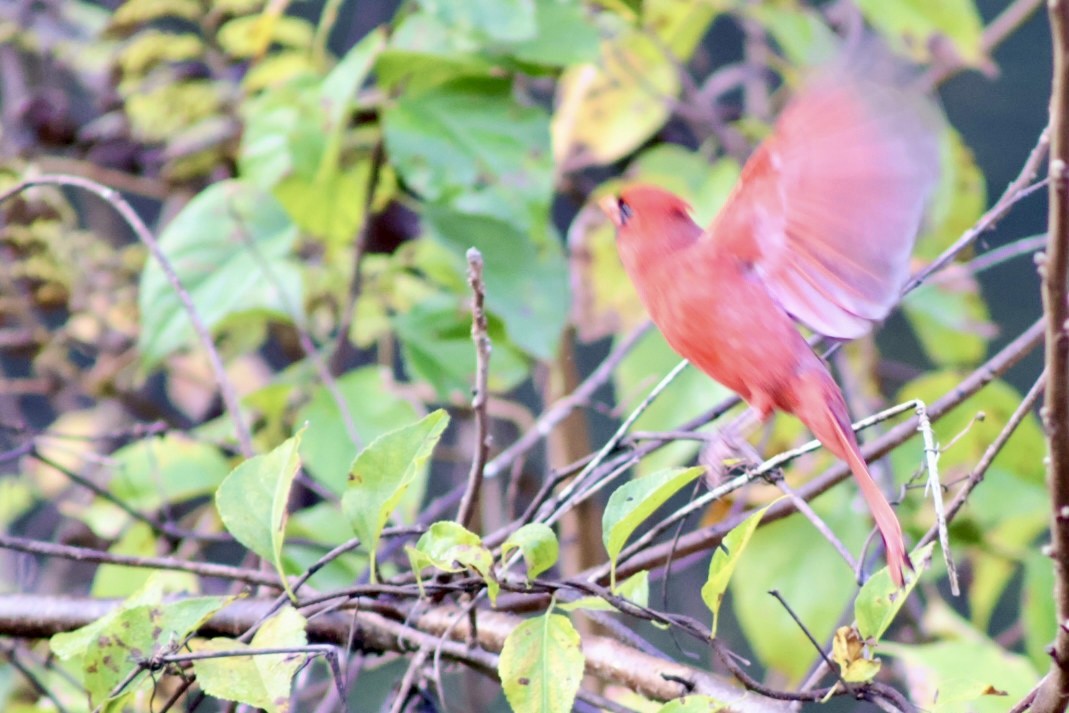 Northern Cardinal - ML644084608