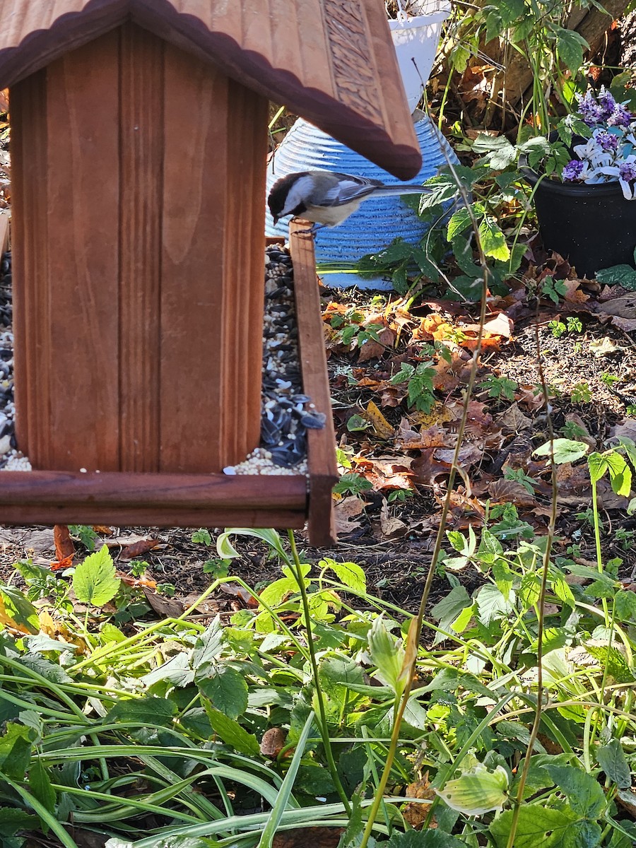 Black-capped Chickadee - ML644084659