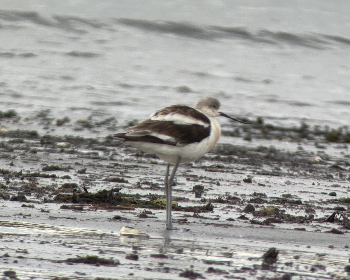 American Avocet - ML644084660