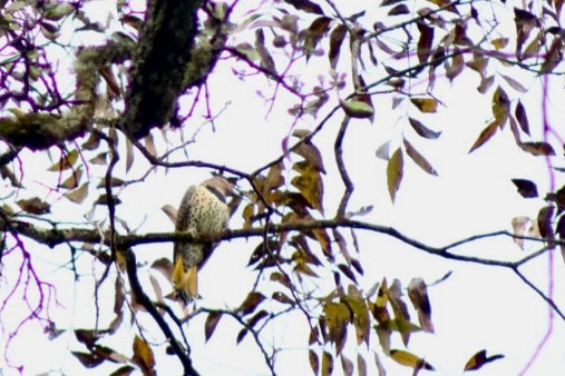 Northern Flicker - ML644084663