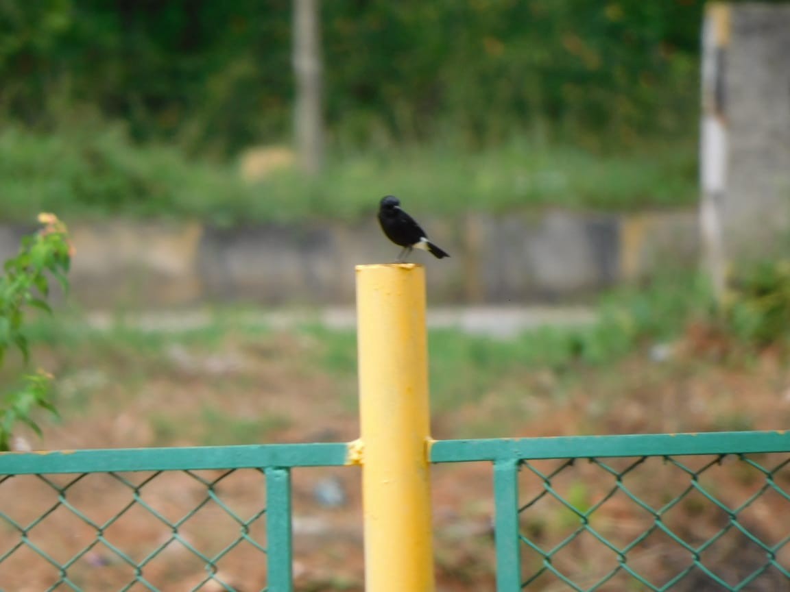 Pied Bushchat - ML644084664
