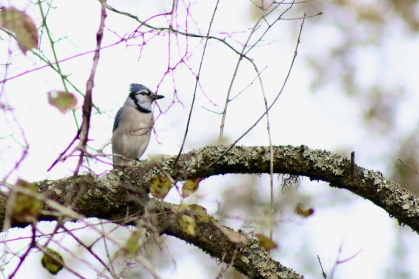 Blue Jay - ML644084666