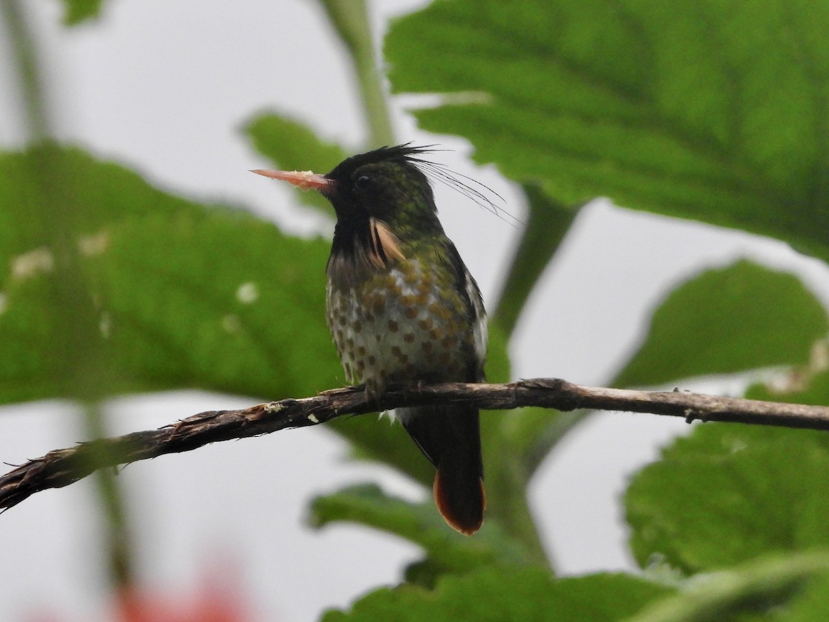 Black-crested Coquette - ML644084681