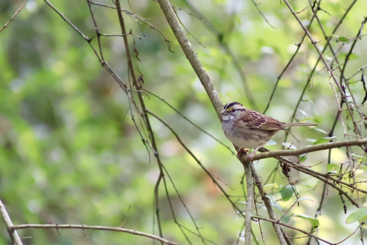 White-throated Sparrow - ML644084692