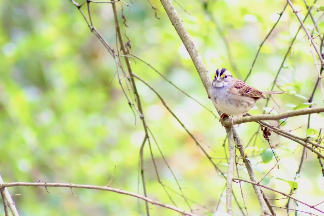 White-throated Sparrow - ML644084693