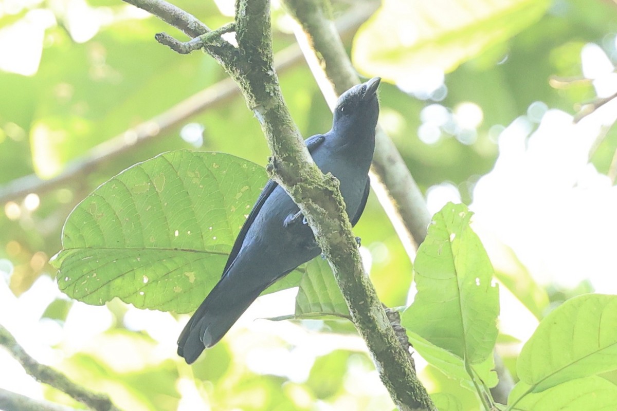 Geelvink Cicadabird - ML644084696