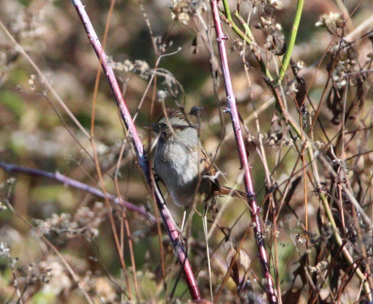 Swamp Sparrow - ML644084702
