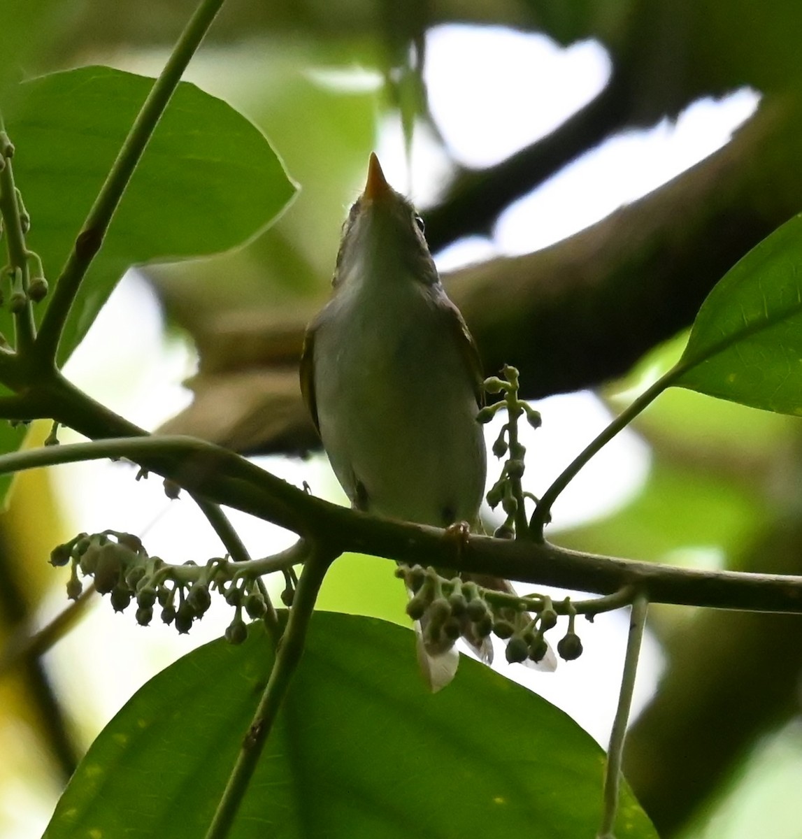 Eastern Crowned Warbler - ML644084707