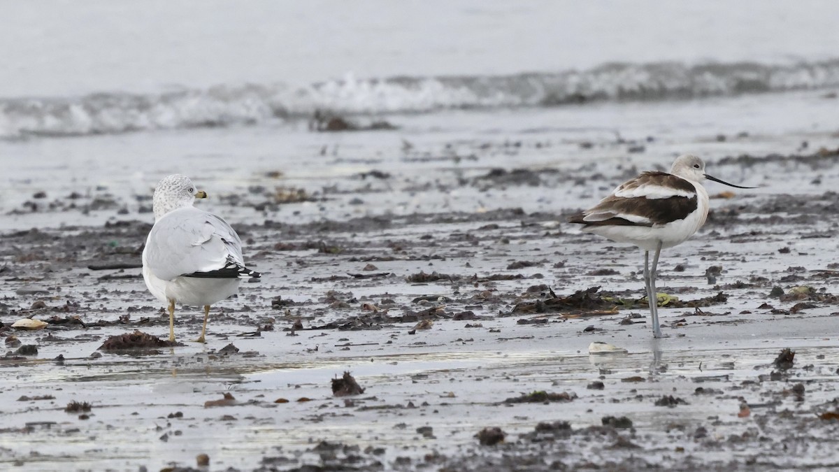 American Avocet - ML644084708