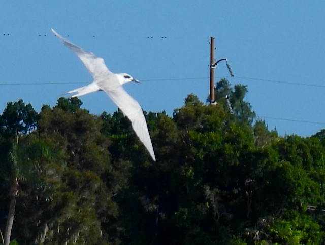 Forster's Tern - ML644084715
