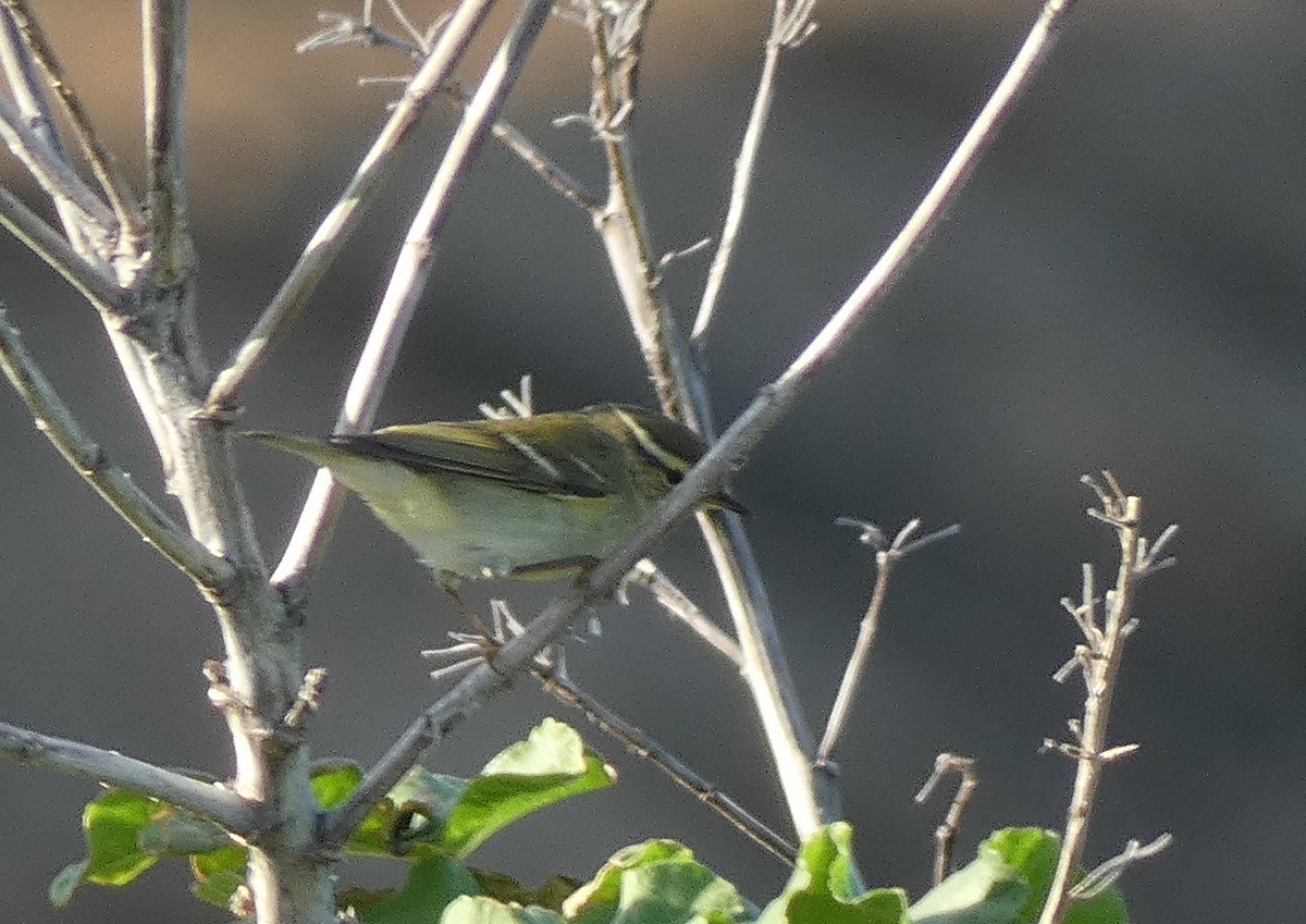 Txio marrabikoa - ML644084718