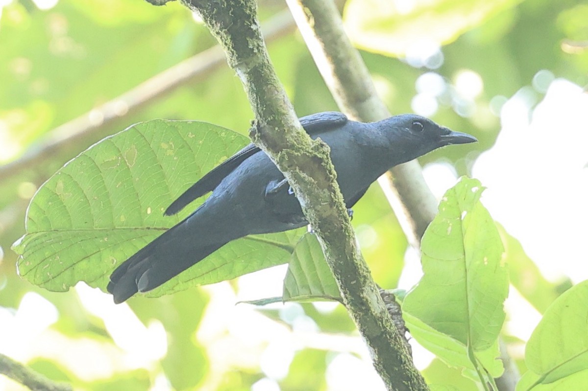 Geelvink Cicadabird - ML644084719