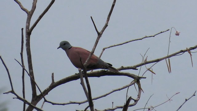 Red Collared-Dove - ML644084720