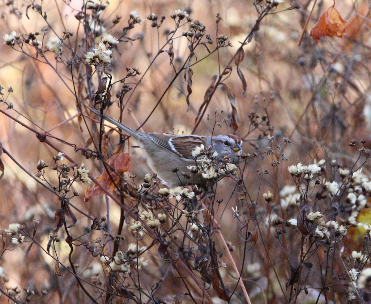 American Tree Sparrow - ML644084722