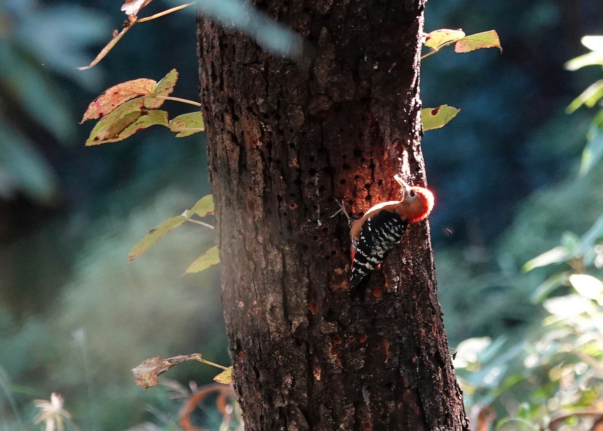 Rufous-bellied Woodpecker - ML644084725