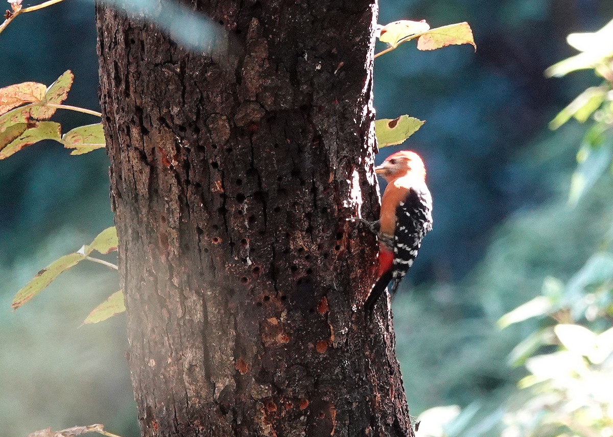 Rufous-bellied Woodpecker - ML644084726