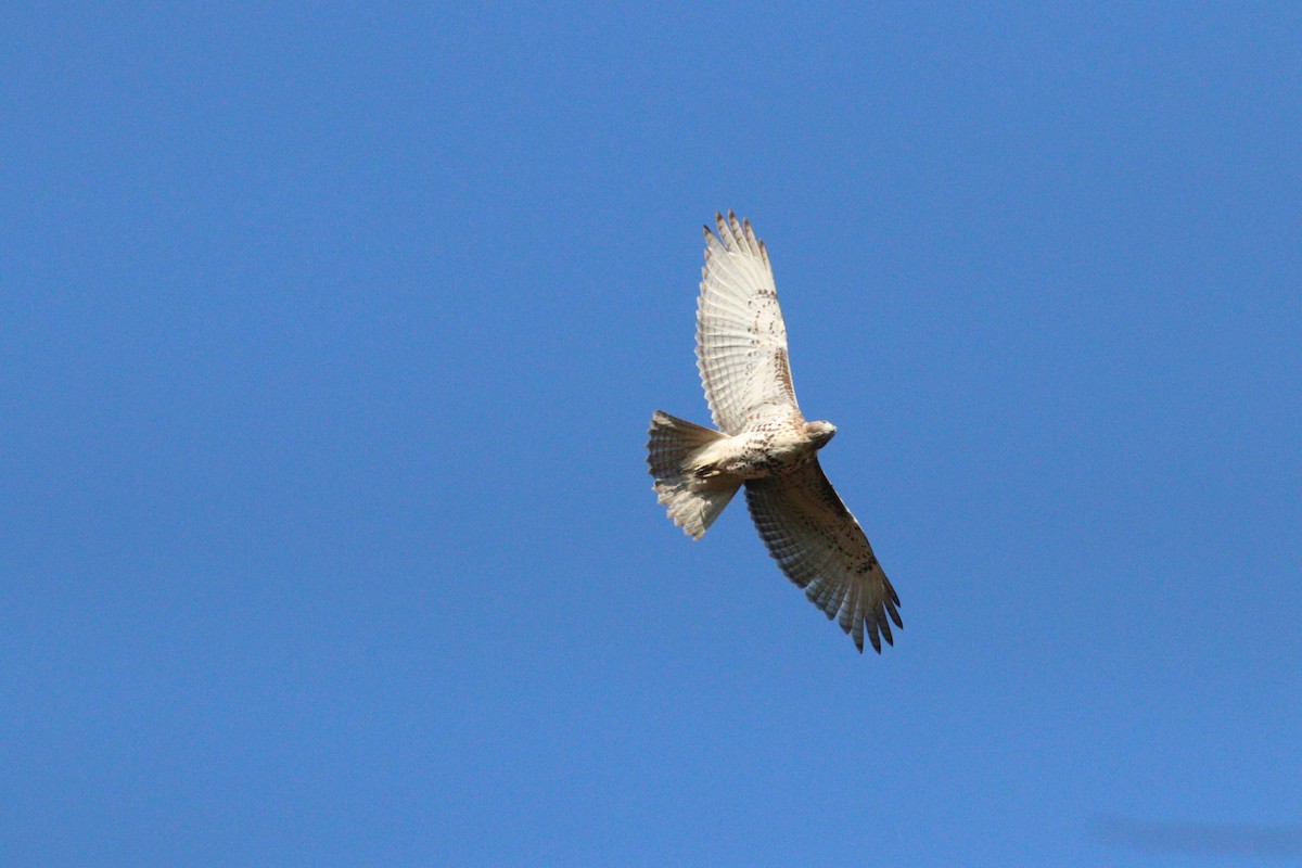 Red-tailed Hawk - ML644084730