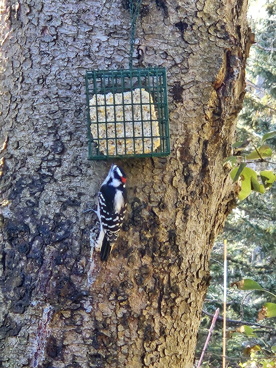 Downy Woodpecker - ML644084734