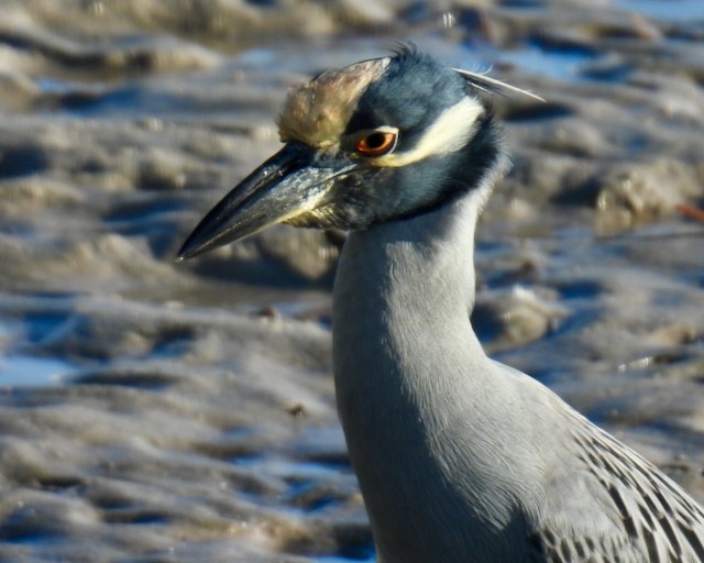 Yellow-crowned Night Heron - ML644084738